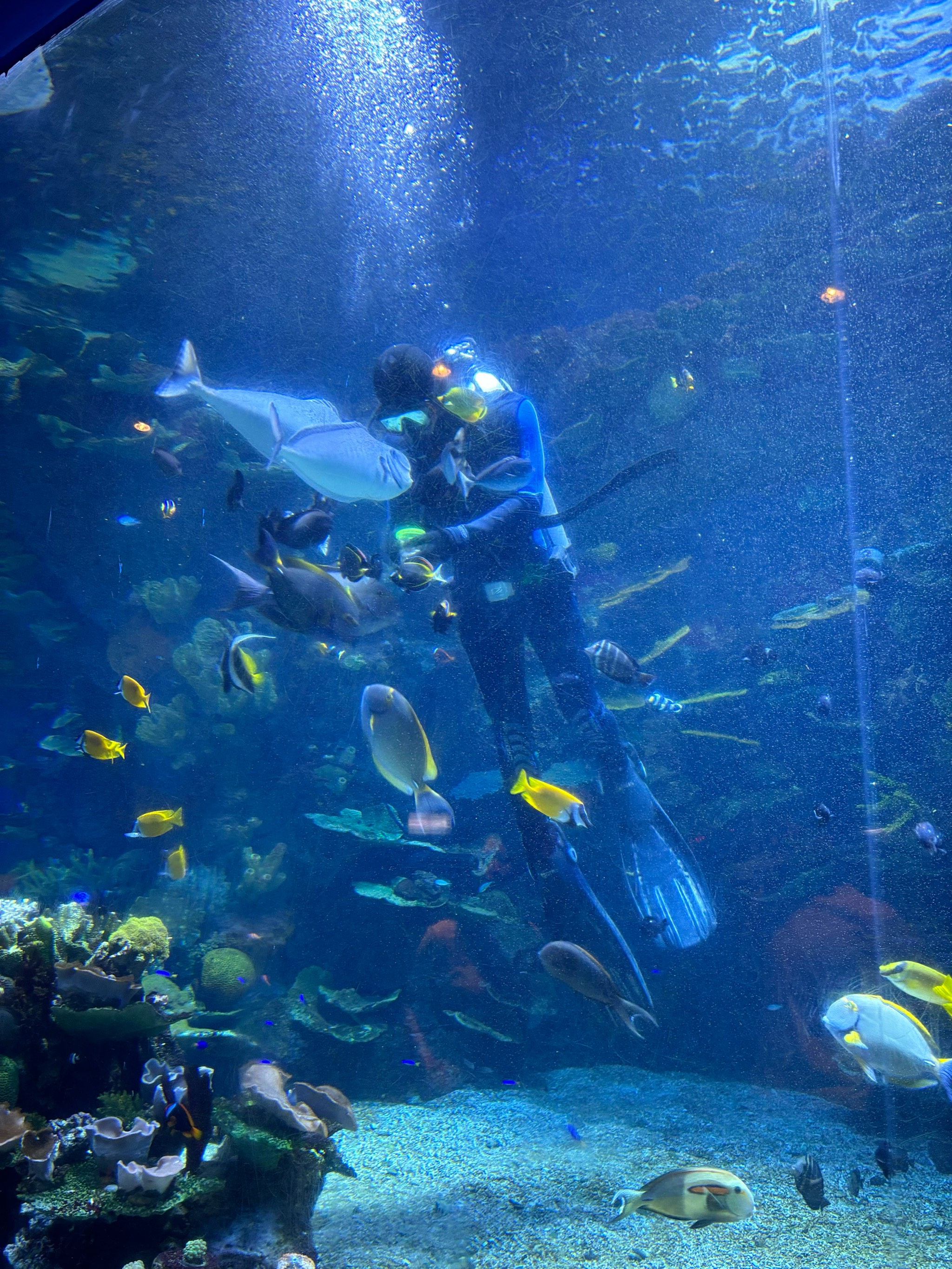 水底漫步体验,探索奇妙的海底世界 水底漫步体验,探索奇妙的海底世界