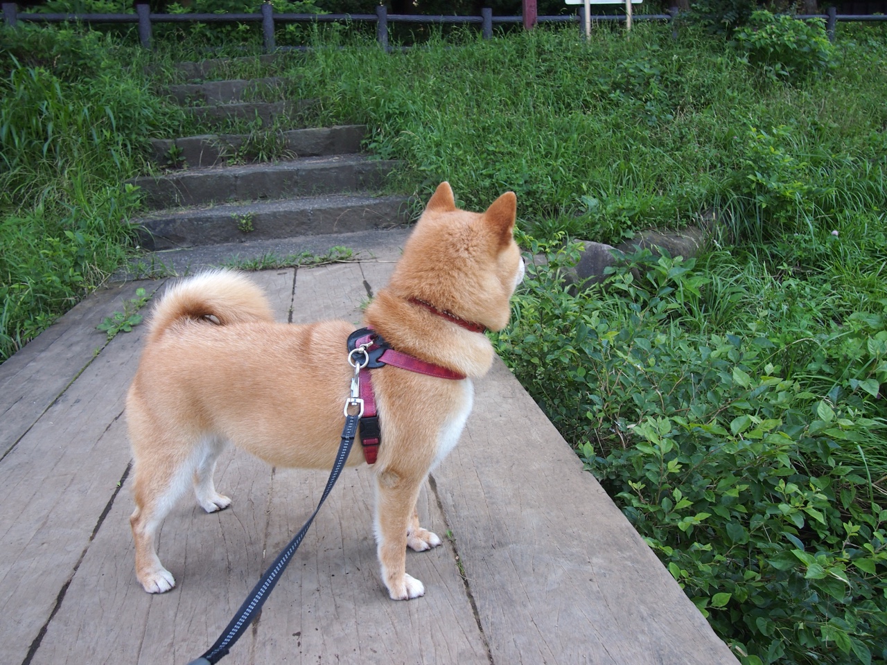 “未来领袖”青少年篮球训练营在上海正式开营，挖掘青训潜力，上海青少年篮球发展联盟价格