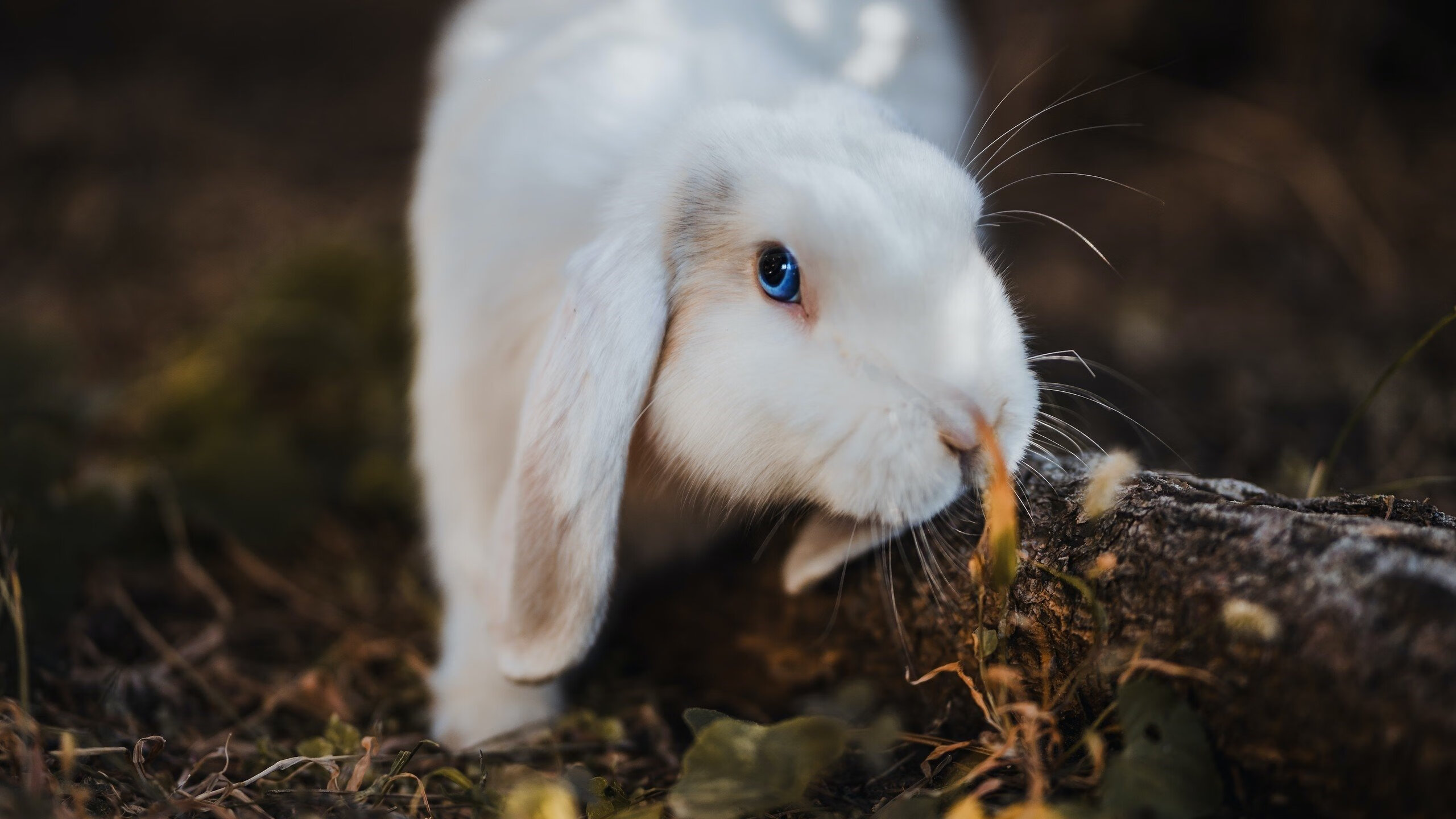 中国篮球运动在国际舞台上的逐渐崛起，简述中国篮球运动的发展情况