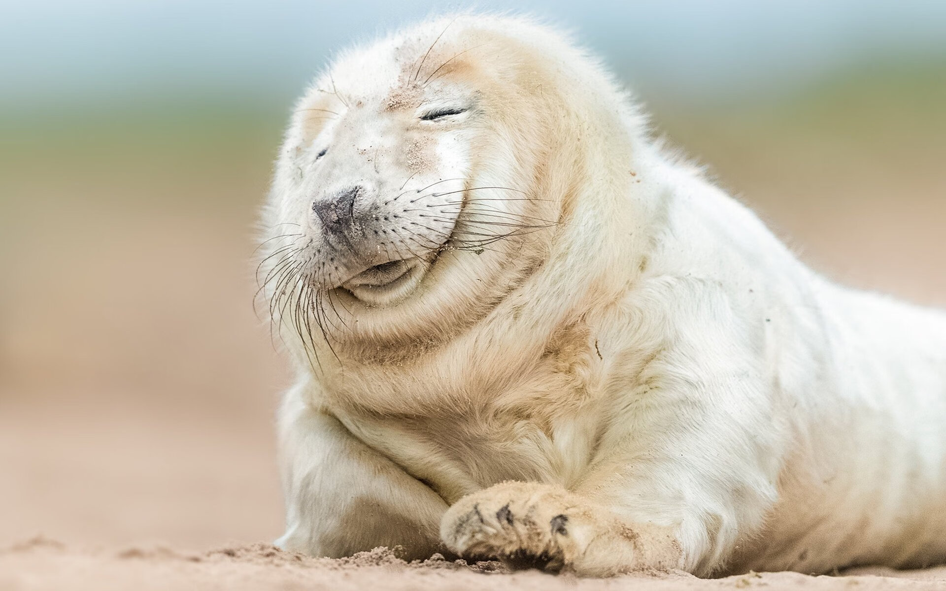 塞内加尔队在巴黎奥运会比赛中展现出高效的传球配合,塞内加尔足球运动员