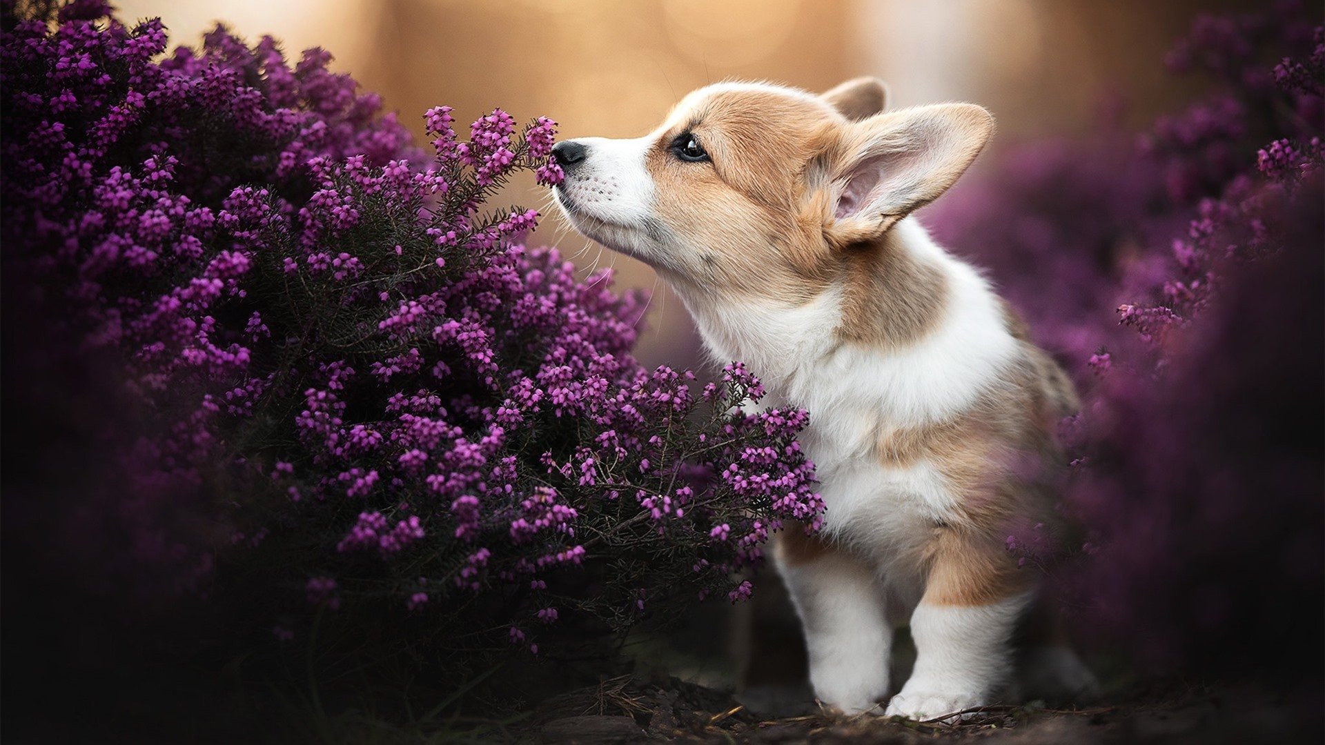 影响力排行榜：体育界最具正能量的NBA明星榜单，最优秀的nba运动员
