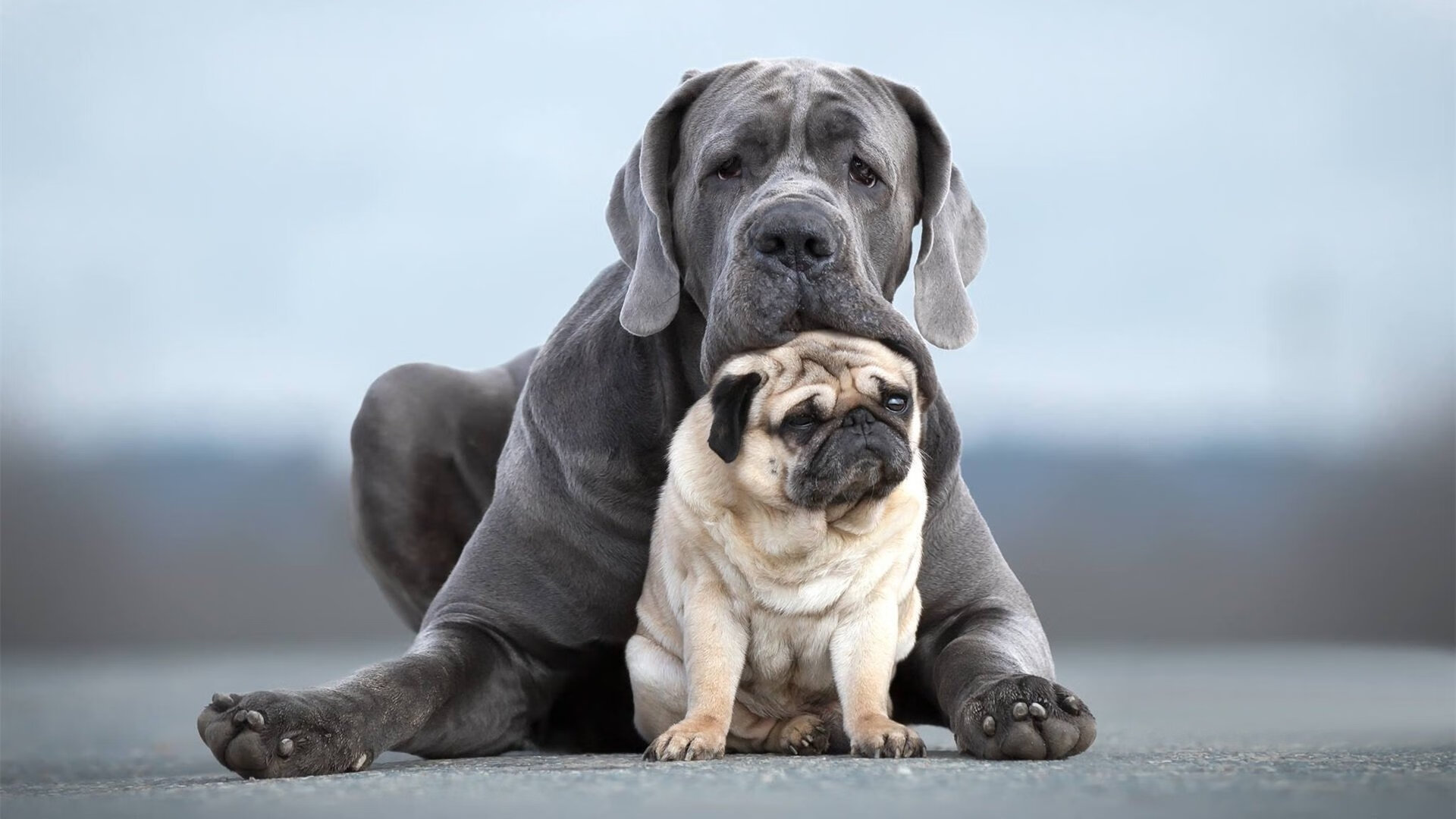 马尼拉公报：美游泳健将取得历史性第八金，马尼拉玩法介绍