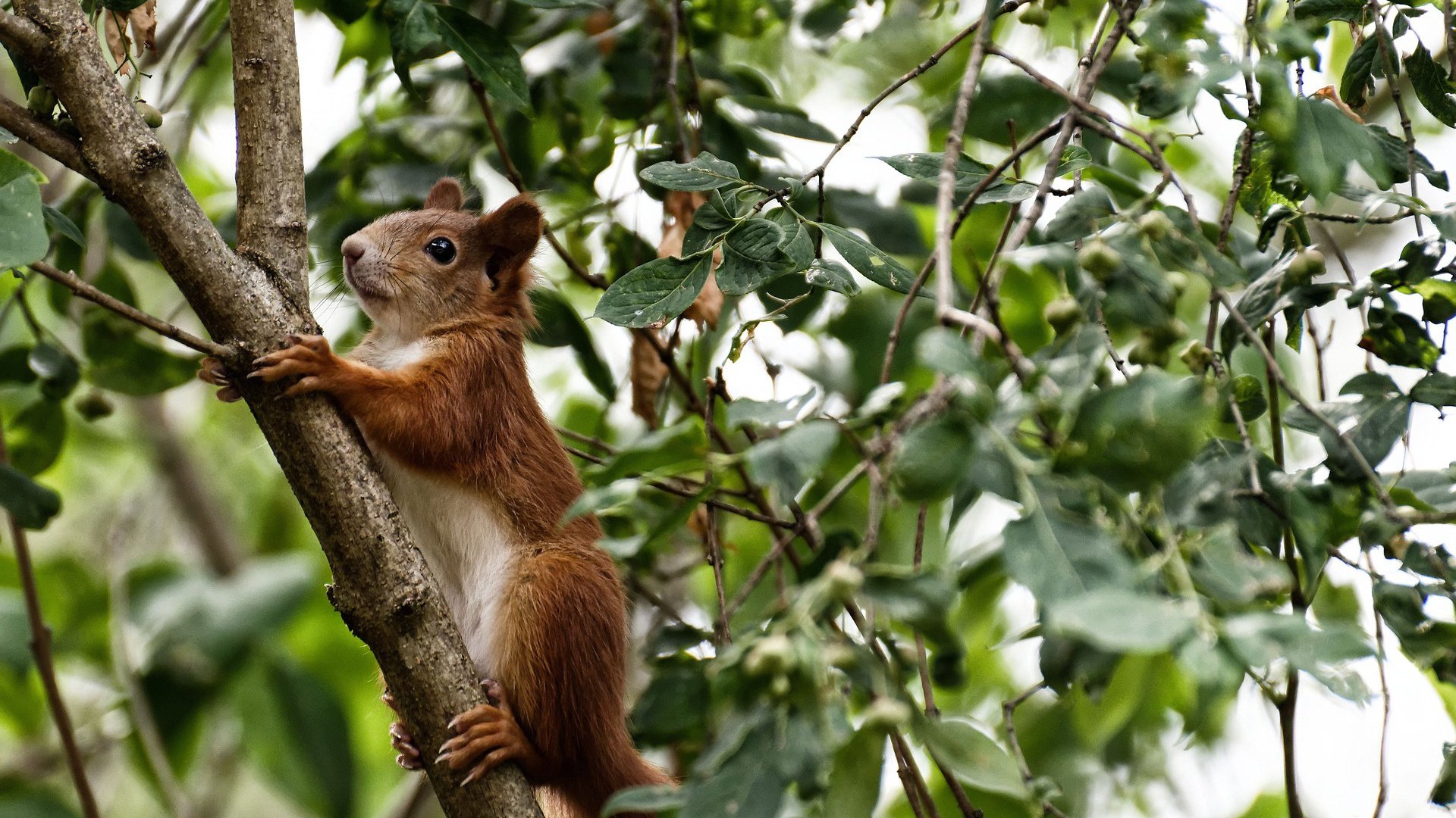 马德里德比战，皇马战胜曼联锁定晋级，马德里竞技vs皇家马德里视频直播