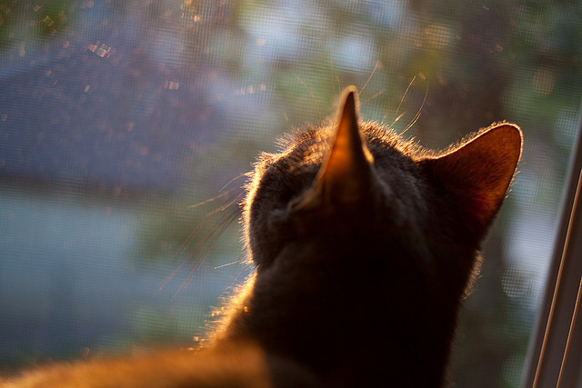 TES上线实时数据公开页面，提升比赛透明度，tes有冠军吗