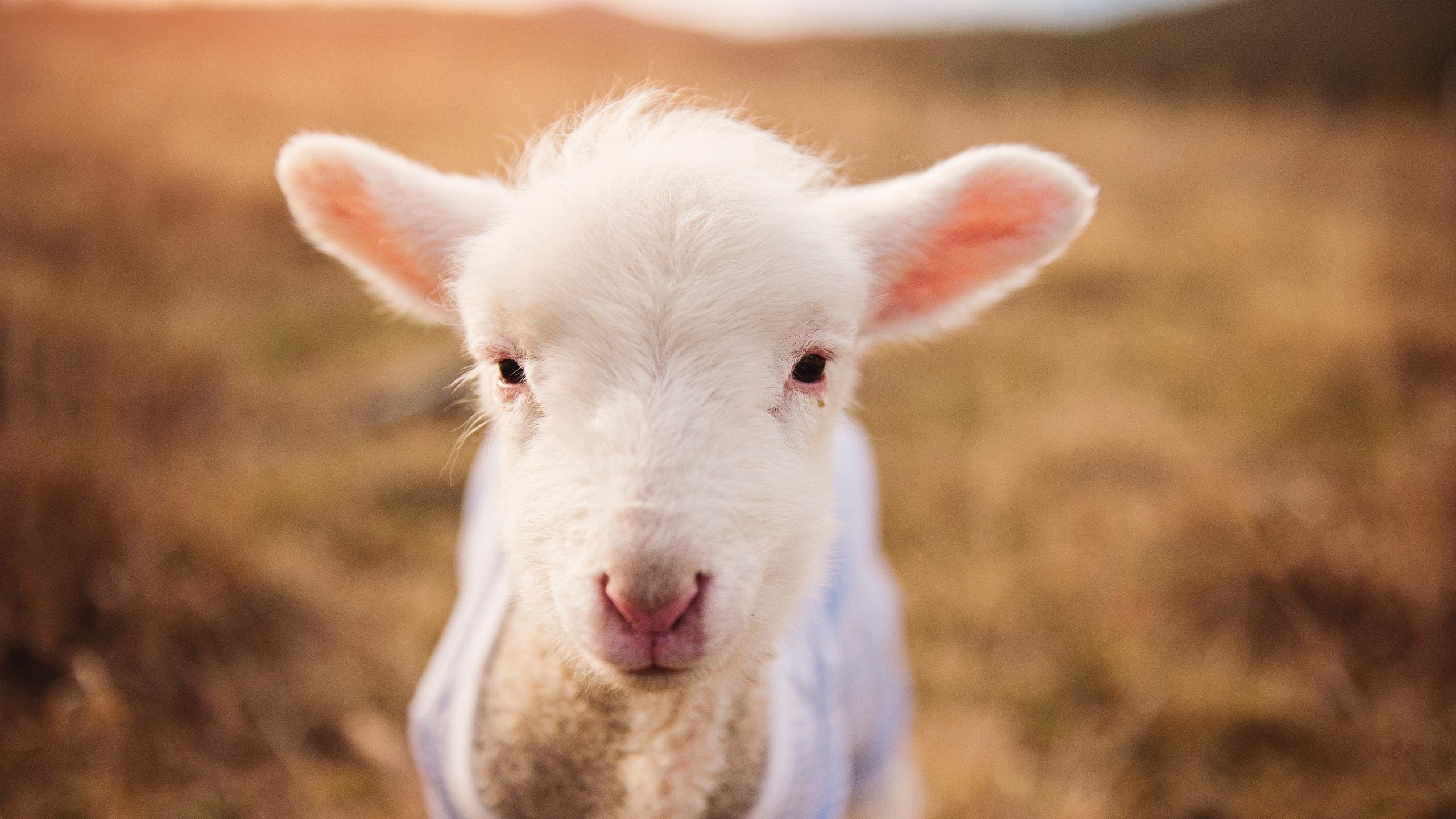 中超球队比赛强度加大，2021中超队伍