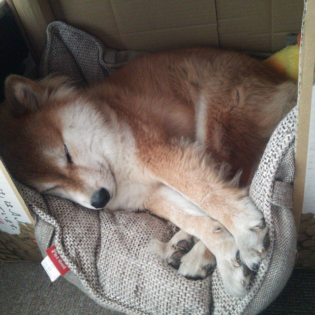 历史性排球选手连续三届参赛，排球历史排名