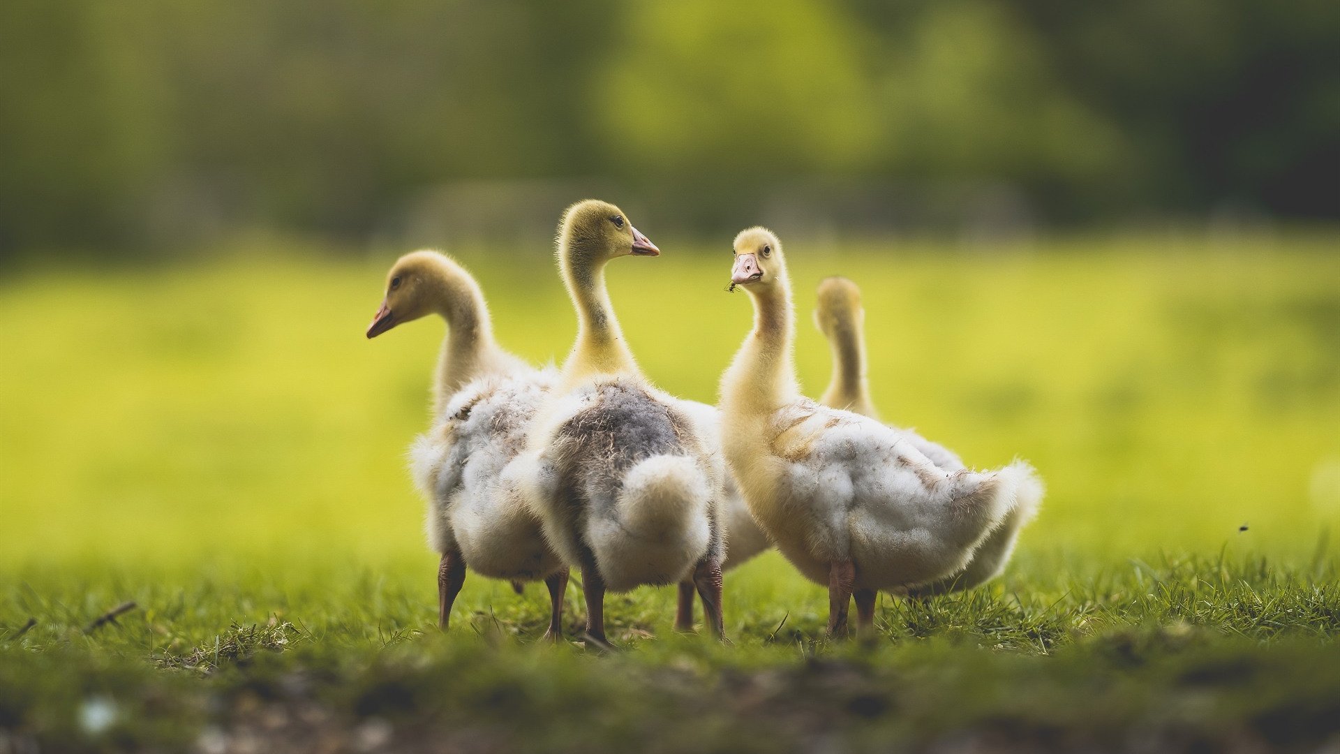 好戏连台：澳大利亚女足队傲视群雄，澳大利亚女足国家队
