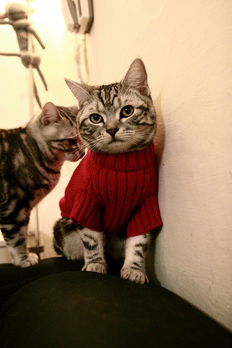 巴黎圣日耳曼球员受伤频发,欧冠前景蒙阴影,巴黎圣日耳曼队欧冠