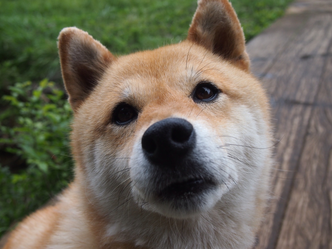 巴黎圣日耳曼腾飞，全力备战乌迪内斯，巴黎圣日耳曼的传奇