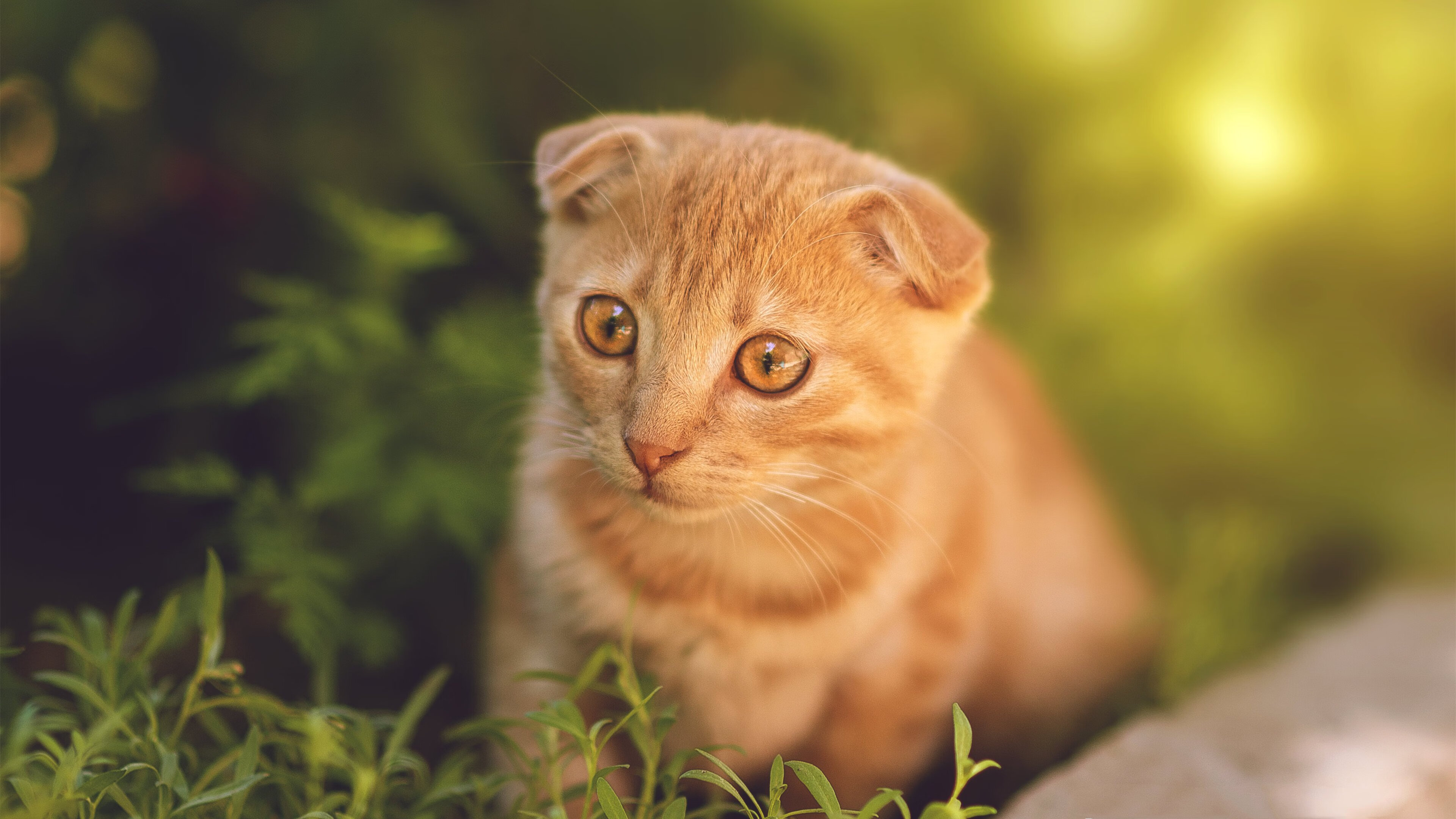 雄鹿客场击败奇才，格林砍下全队最高分，雄鹿对森林狼比赛预测