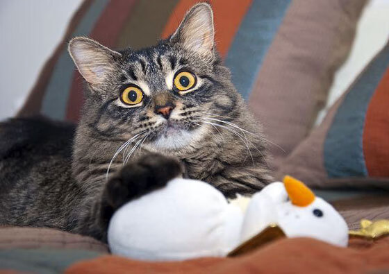 雷霆再胜公牛,亚历山大砍下赛季新高38分,亚历山大雷霆臂展