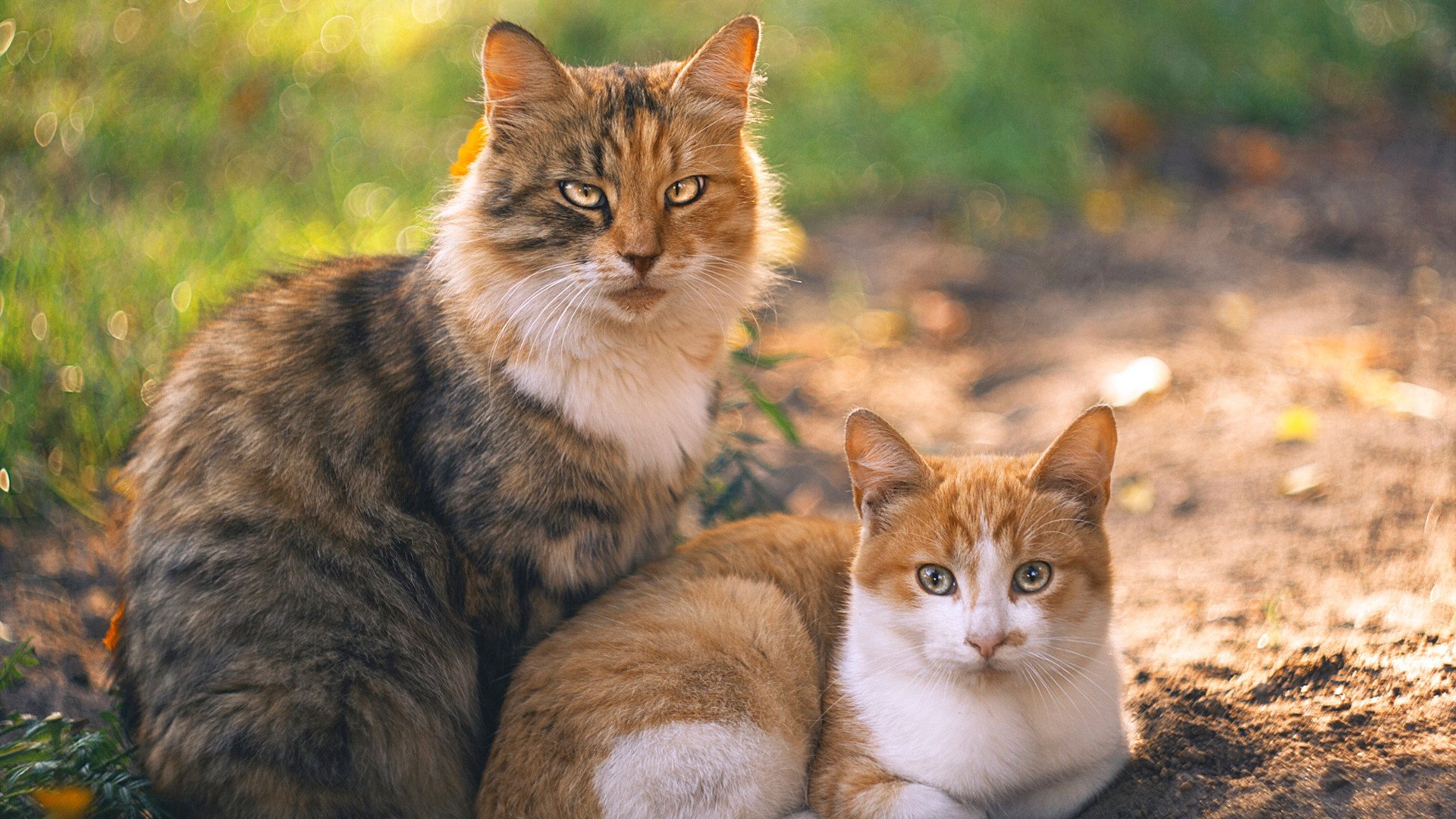 智能运动课程设计对大学生运动参与感的影响研究，运动智能训练的主要途径