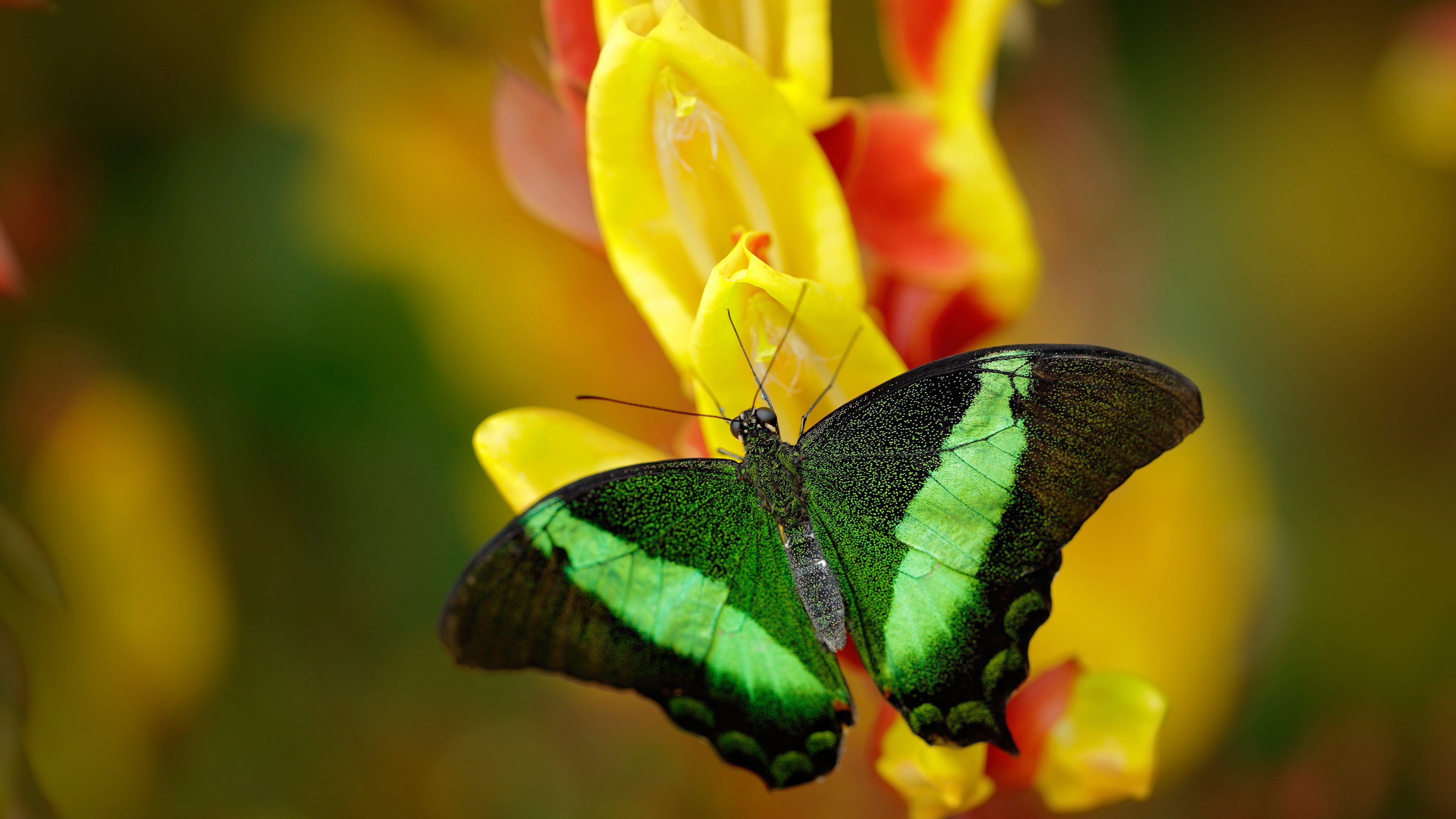 中锋是否应主动参与外线传球转移,中锋在球队的作用