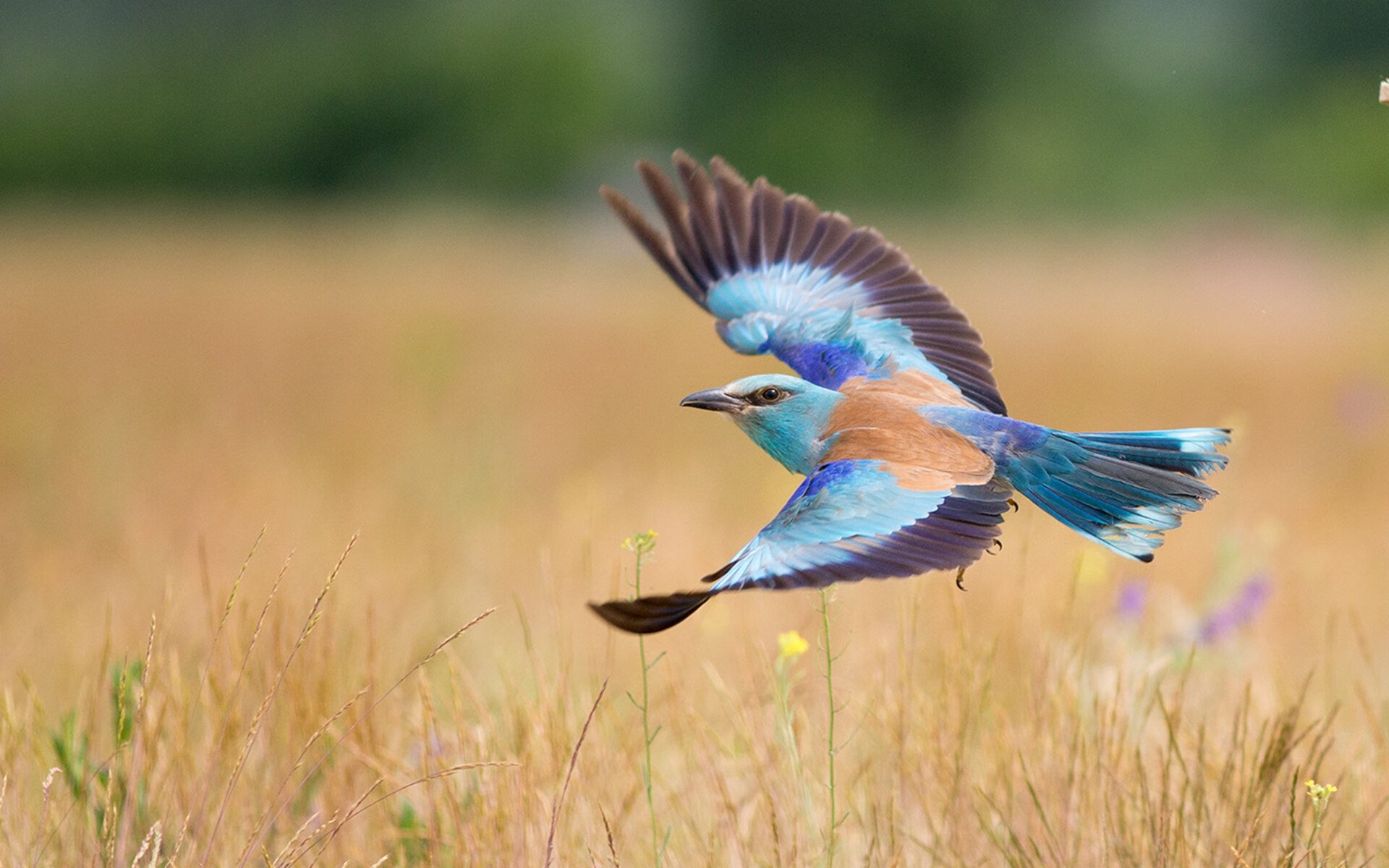 五大联赛是否加速门将攻防参与能力训练,五大联赛进攻型球队