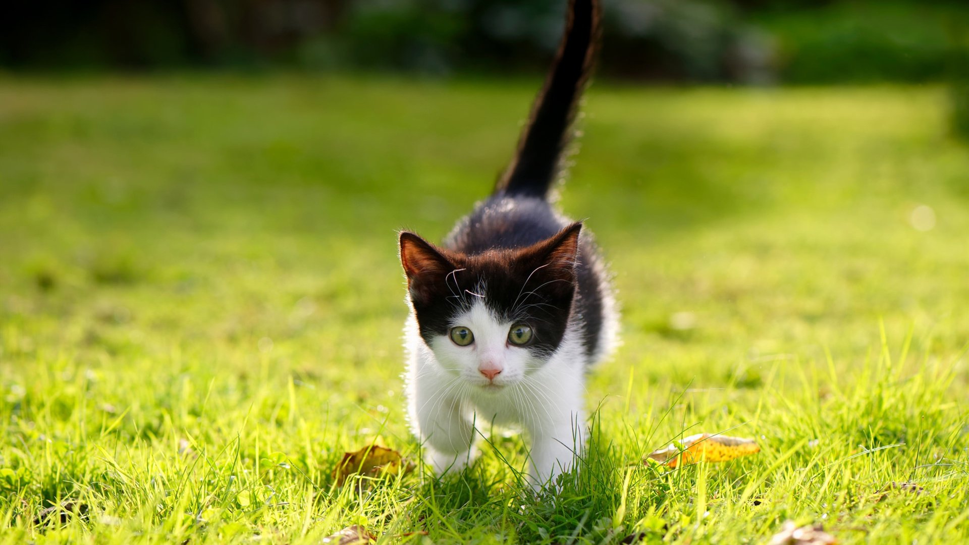 加拿大队未来展望：如何在未来赛事中不断提升国际竞争力，加拿大队阵容