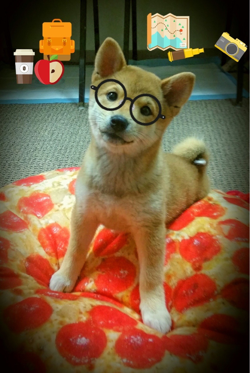 加拿大队未来展望:如何在未来赛事中不断提升国际竞争力,加拿大队阵容