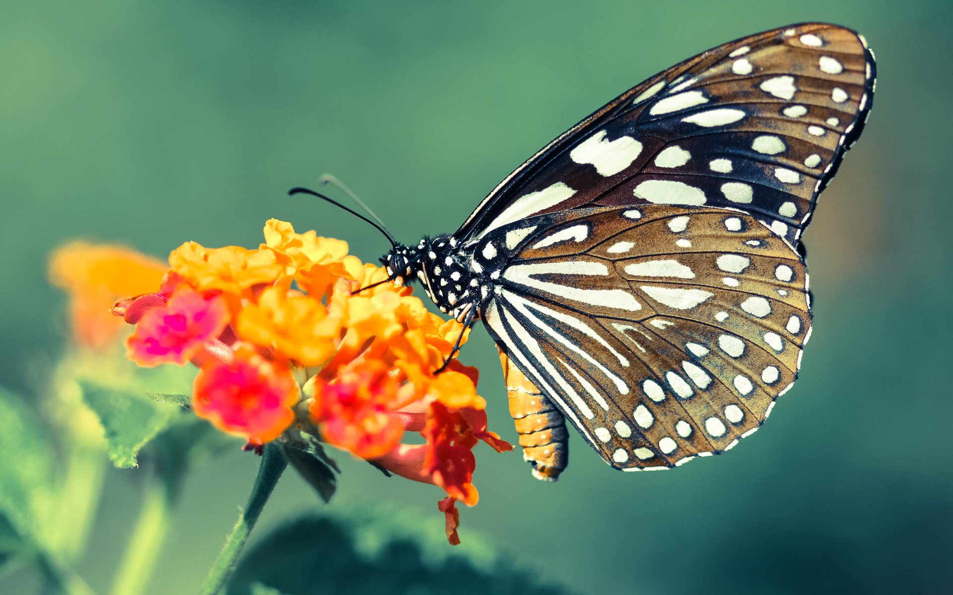 男泳将挑战强敌展风采，男游泳比赛视频