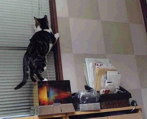 奥康纳与塔特完美配合，袋鼠队进攻如虎添翼，奥康纳生平