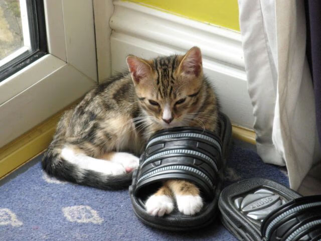 苏格兰橄榄球迎来青训新风潮，未来充满希望，苏格兰 球队