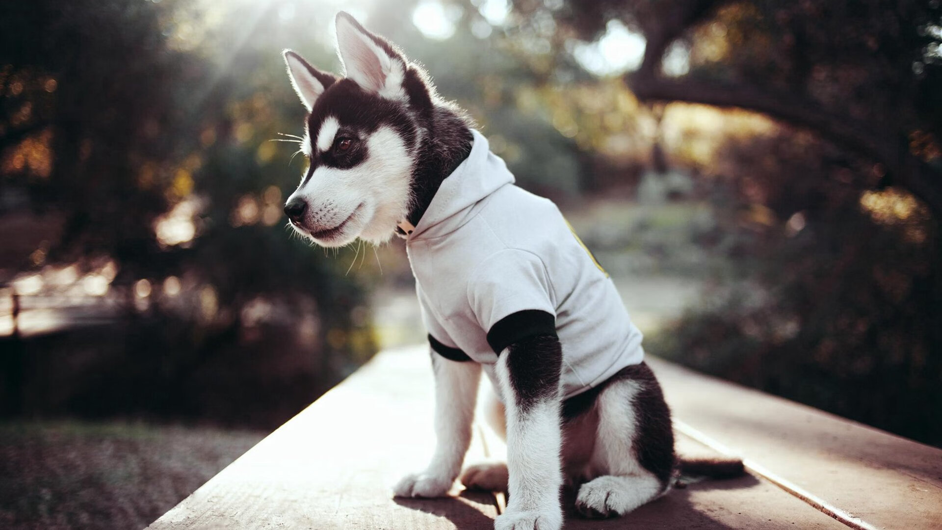 鹈鹕赛后安排球员进行心理疏导减轻压力，鹈鹕队球员数据统计